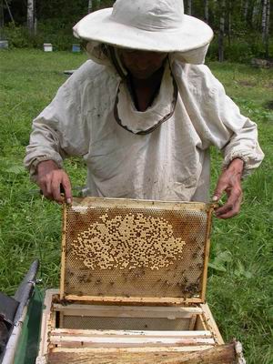 Beekeeper honey - keeping bee hives
