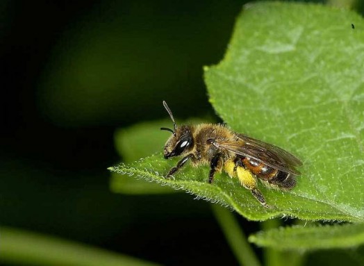 Different types of bees - bees identification (3)