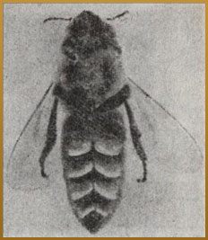 Bee honeycomb - information on honey bee (10)