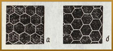 Bee honeycomb - information on honey bee (4)