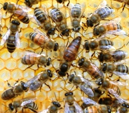 Russian bees - honey bees beekeeping (1)