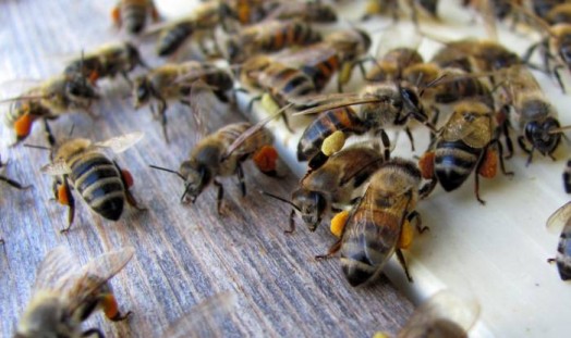 Honey bee pollen - raw bee pollen (8)