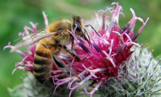 Honey bee pollen - raw bee pollen (5)
