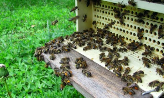 Honey bee pollen - raw bee pollen (3)