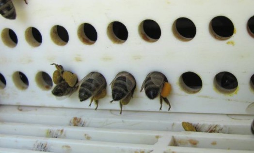 Honey bee pollen - raw bee pollen (2)
