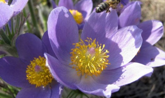 Honey bee pollen - raw bee pollen (1)