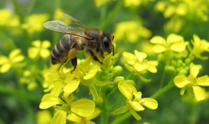 Honey bee pollen - raw bee pollen (9)