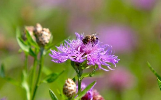 Honey bees and flowers - flowers to attract bees (1)