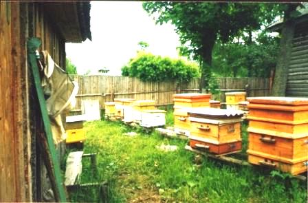 Bees apiary - honey apiary (2)