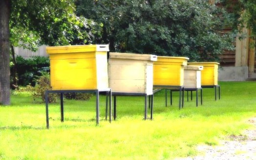 Bees apiary - honey apiary (4)