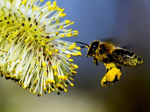 Bee pollen supplements - bee pollen health benefits (3)