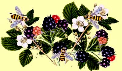 Blackberry honey - local raw honey (3)