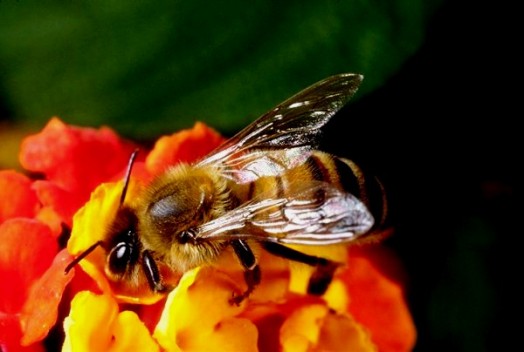 How does the bee work - beekeeping basics (1)