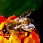 How does the bee work - beekeeping basics