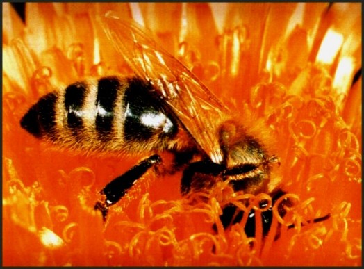 How does the bee work - beekeeping basics (3)