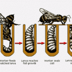 Life cycle of a honey bee