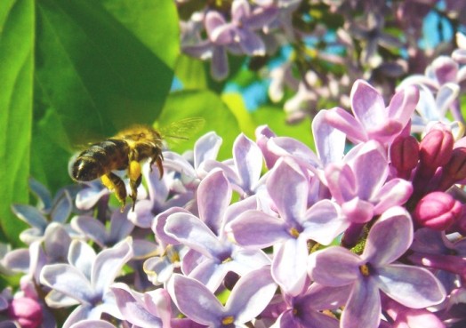 Purple honey (2)