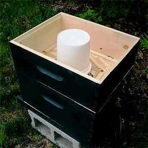 Bees feeders - bees feeding (2)