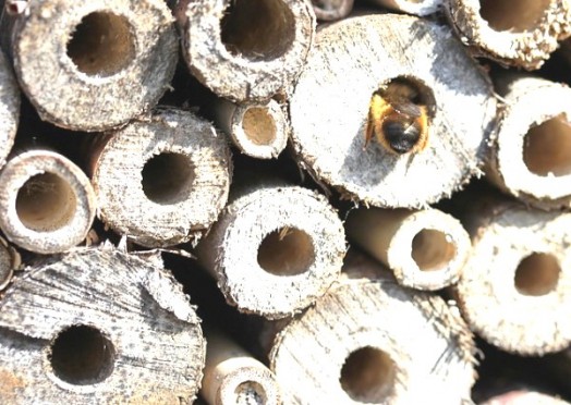 Bee house - bee hotels (3)