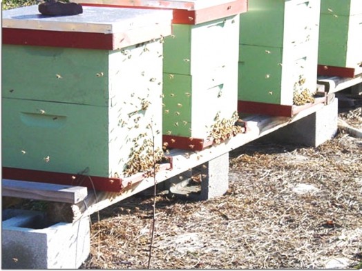 How to start a bee hive - starting bee hives (1)
