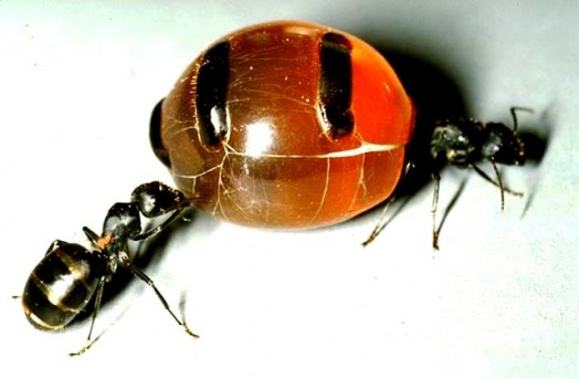 Honey insects - honey ants (1)