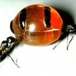 Honey ants