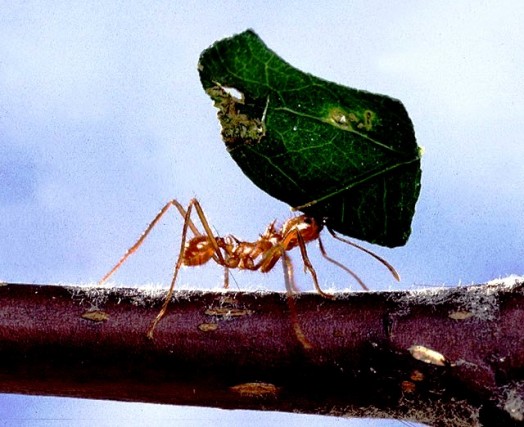 Honey insects - honey ants (2)