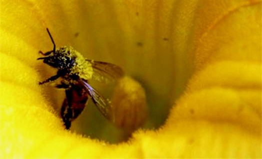 Bee pollen and honey - honey bee pollen benefits (1)