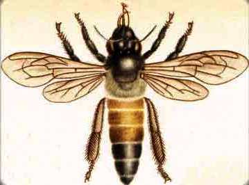 Honey bee queens - queen breeding (1)