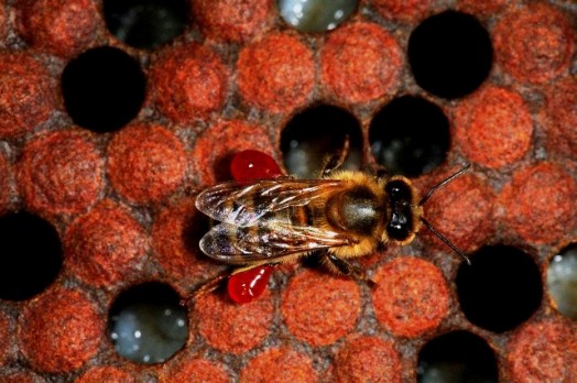 Propolis tincture - bee propolis benefits (1)