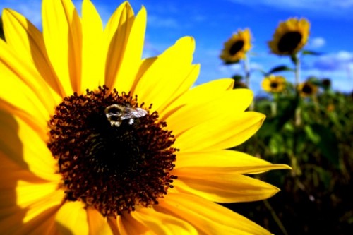 Sunflower honey (4)