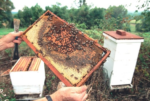 Bees apiary - honey apiary (1)