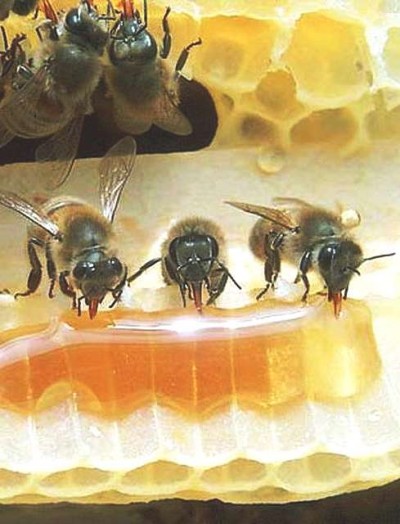 Honey bee wax - uses of bees wax (1)