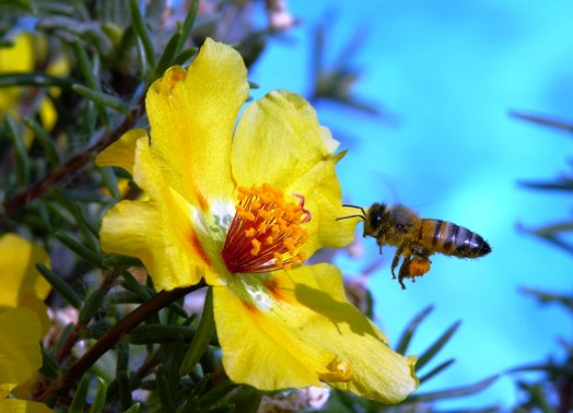 Wildflower honey - benefit of raw honey (1)