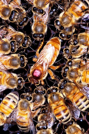 African bees (2)
