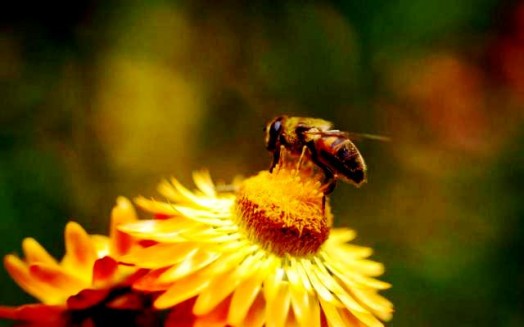 Bee makes honey (1)