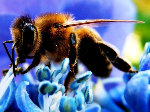 Bee makes honey (3)