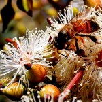 Eucalyptus honey - for anti age