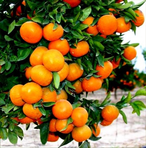 Honey tangerine (11)