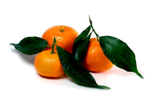 Honey tangerine (13)