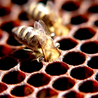 Manuka honey cancer - manuka honey reviews