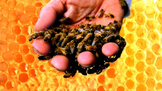 Honey for healing - apitherapy honey (1)