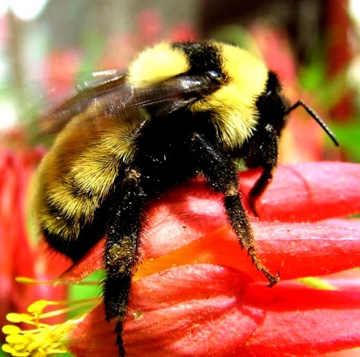 Bumble bees pictures (1)