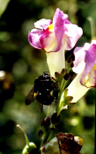 Bumble bees pictures (3)
