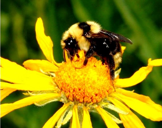 Bumble bees pictures (9)