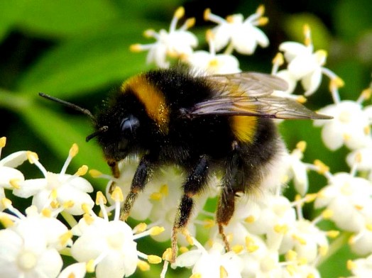 Bumble bees pictures (11)