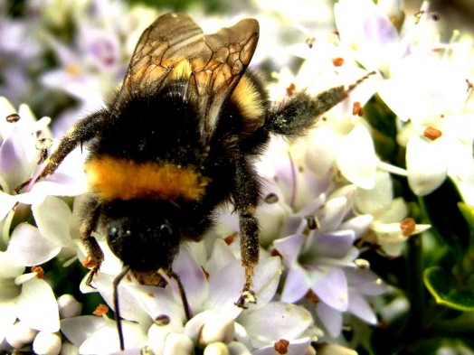 Bumble bees pictures (12)
