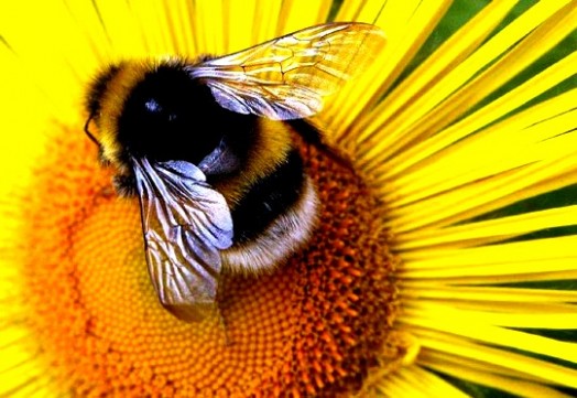 Bumble bees pictures (16)