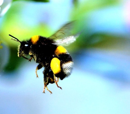 Bumble bees pictures (17)