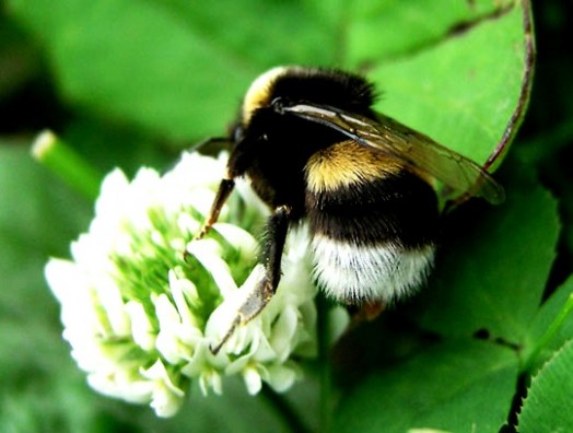 Bumble bees pictures (19)